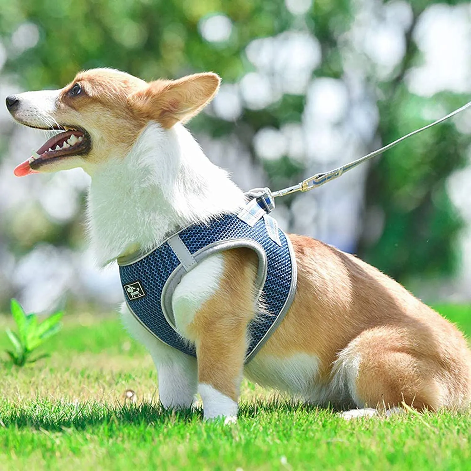 New Cat Harness and Leash Set for Walking,360°Reflective Small Cat and Dog Harness Escape Proof Soft Adjustable Mesh Vest Harness for Pet Kitten Puppy Rabbit, Sz XS!