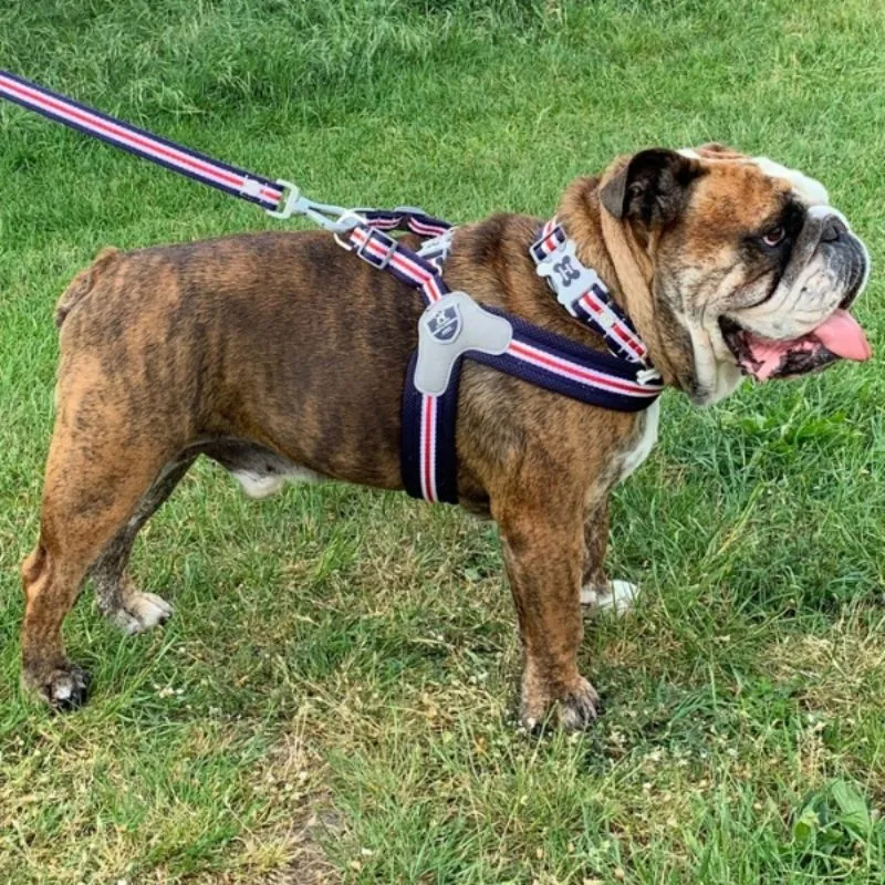 Red, White & Blue Stripe Dog Harness