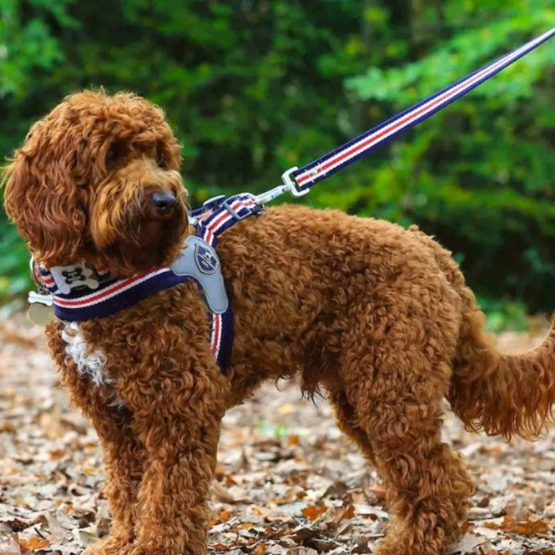 Red, White & Blue Stripe Dog Harness