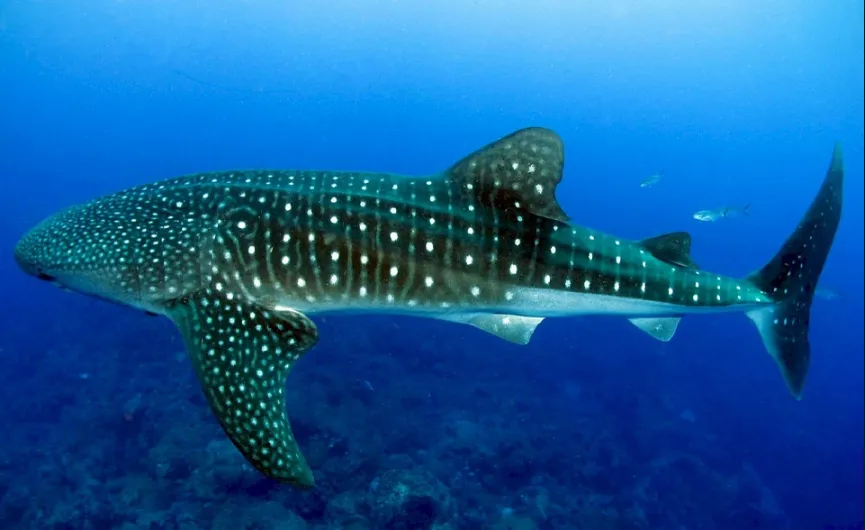 Whale Shark - Front Zippered Diveskin